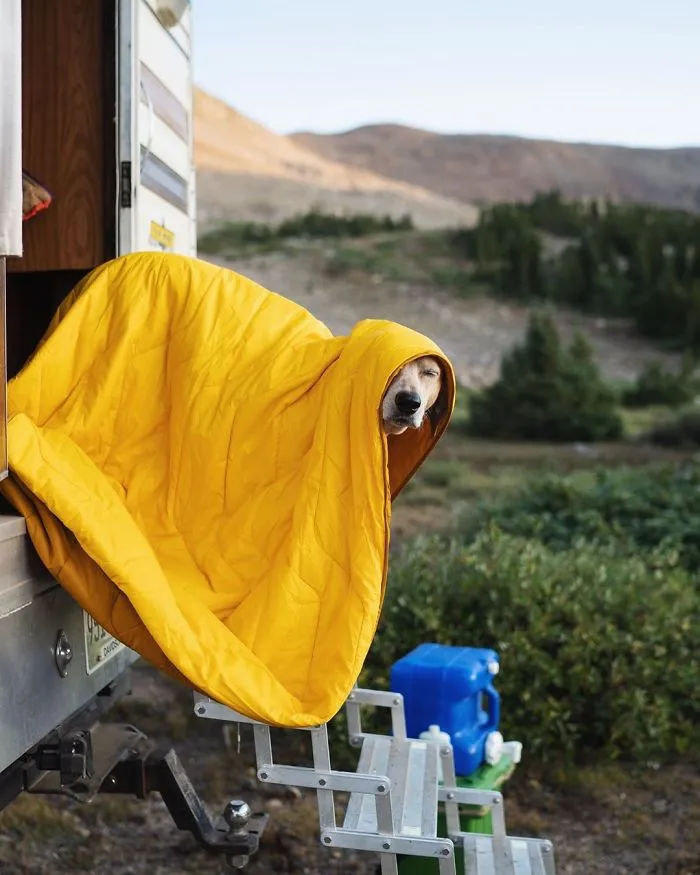 Rescue Dog Maddy, Known For Balancing On Things, Travels Across The US With Her Owner (30 New Pics)
