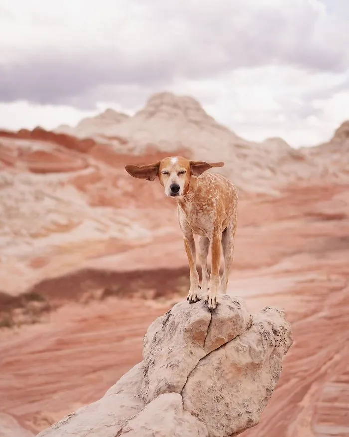 Rescue Dog Maddy, Known For Balancing On Things, Travels Across The US With Her Owner (30 New Pics)