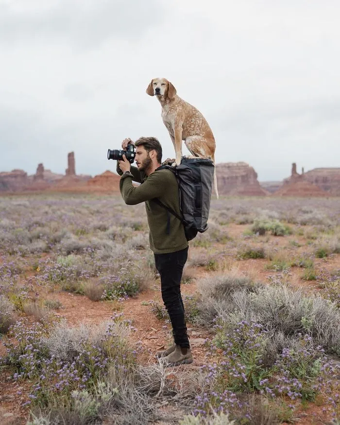 Rescue Dog Maddy, Known For Balancing On Things, Travels Across The US With Her Owner (30 New Pics)