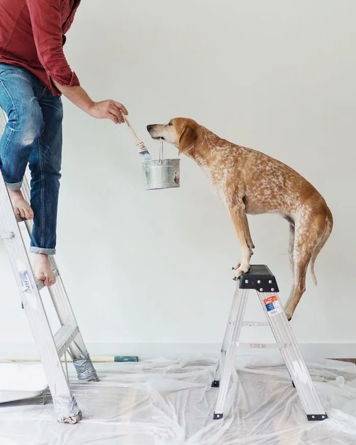 Rescue Dog Maddy, Known For Balancing On Things, Travels Across The US With Her Owner (30 New Pics)