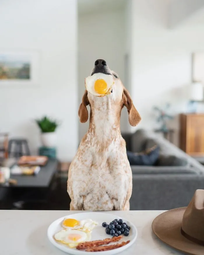 Rescue Dog Maddy, Known For Balancing On Things, Travels Across The US With Her Owner (30 New Pics)