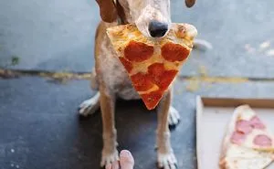 Rescue Dog Maddy, Known For Balancing On Things, Travels Across The US With Her Owner (30 New Pics)