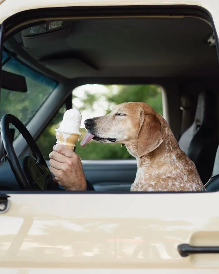 More Than 1 Million Followers Are Enchanted By The Beautiful Friendship Of This Rescued Dog With Its Owner On Instagram