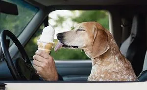 Rescue Dog Maddy, Known For Balancing On Things, Travels Across The US With Her Owner (30 New Pics)