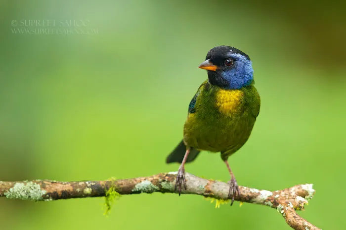 Moss-Backed Tanager