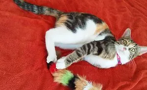 My Cat Is Sick Of Me During 
quarantine