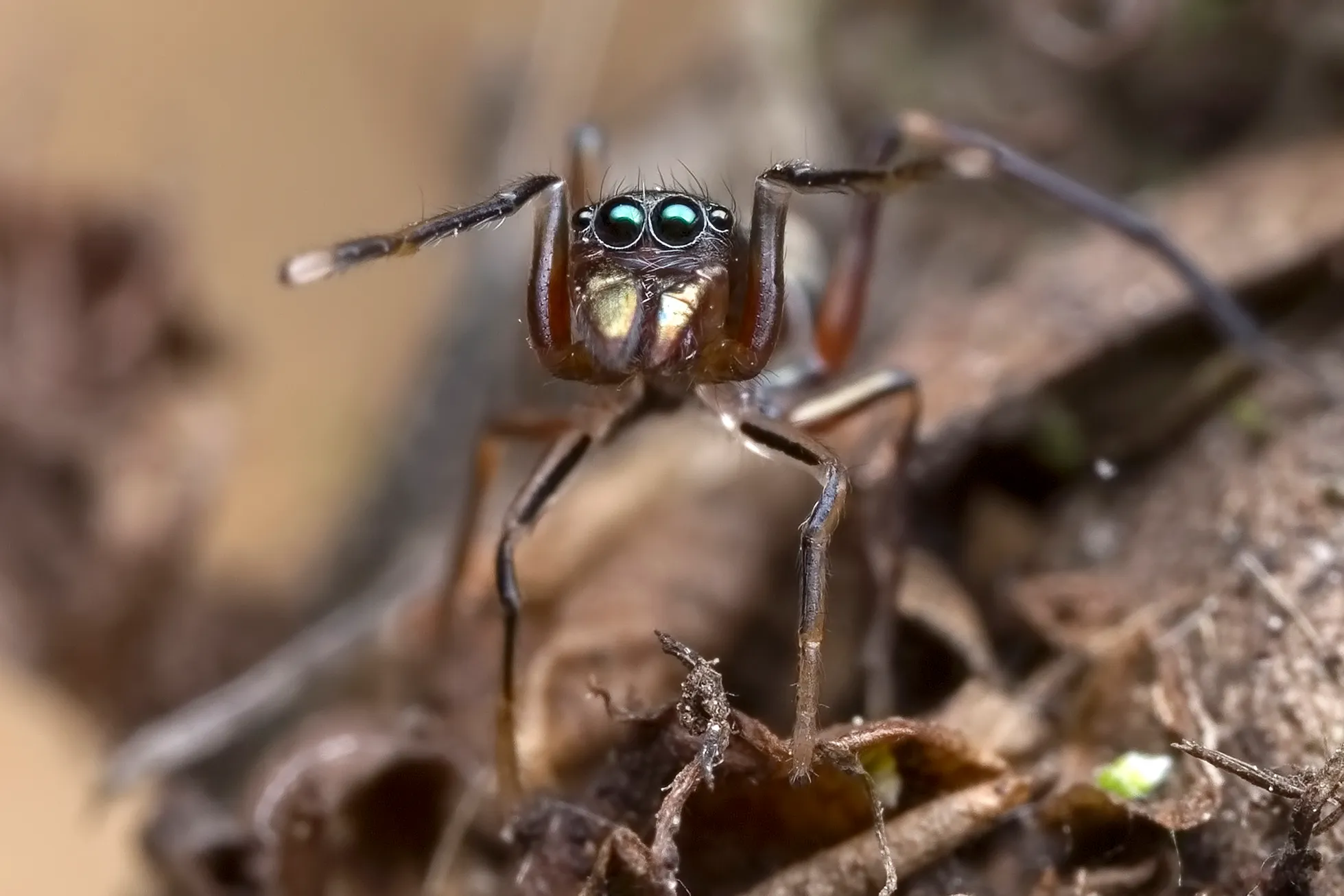 Spiders That Look Like And Act Like Ants!