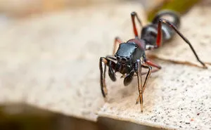 Spiders That Look Like And Act Like Ants!