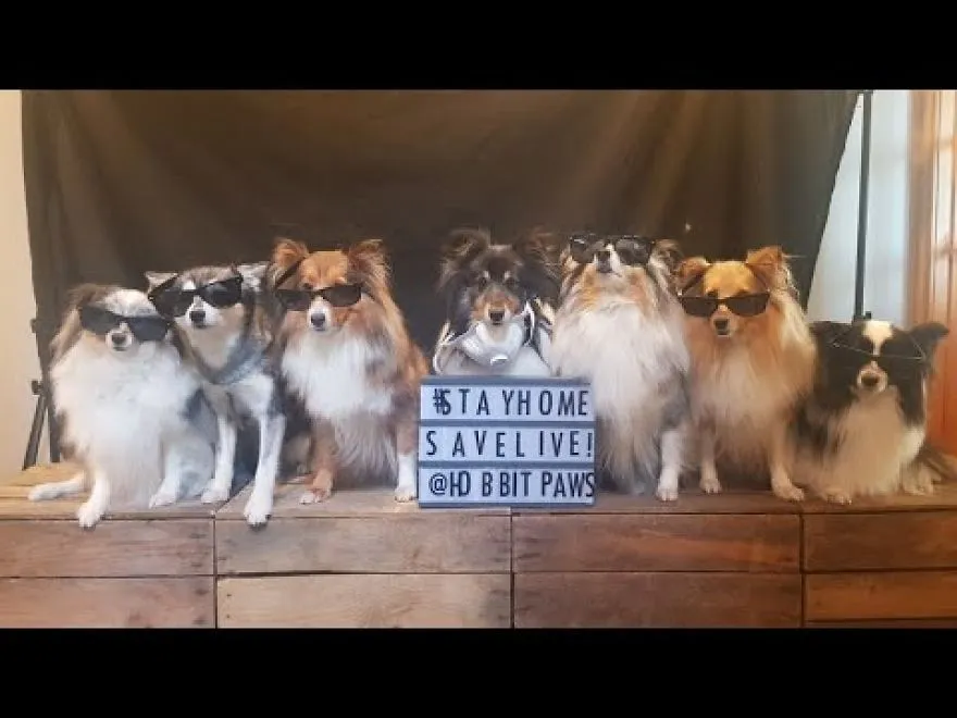 I Made A Video To Promote Self Isolating With My 7 Four Legged Friends!