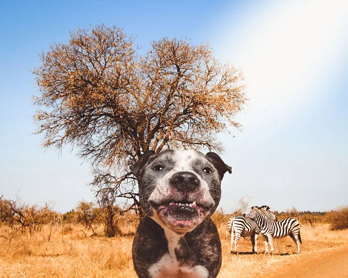 Africa