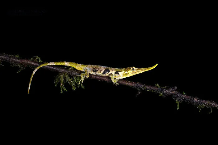 Pinnochio Anole