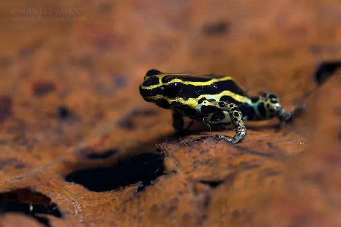 Poison Frog