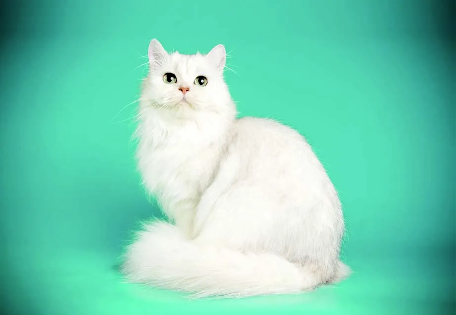A Cat's Guide To Feline Empowerment