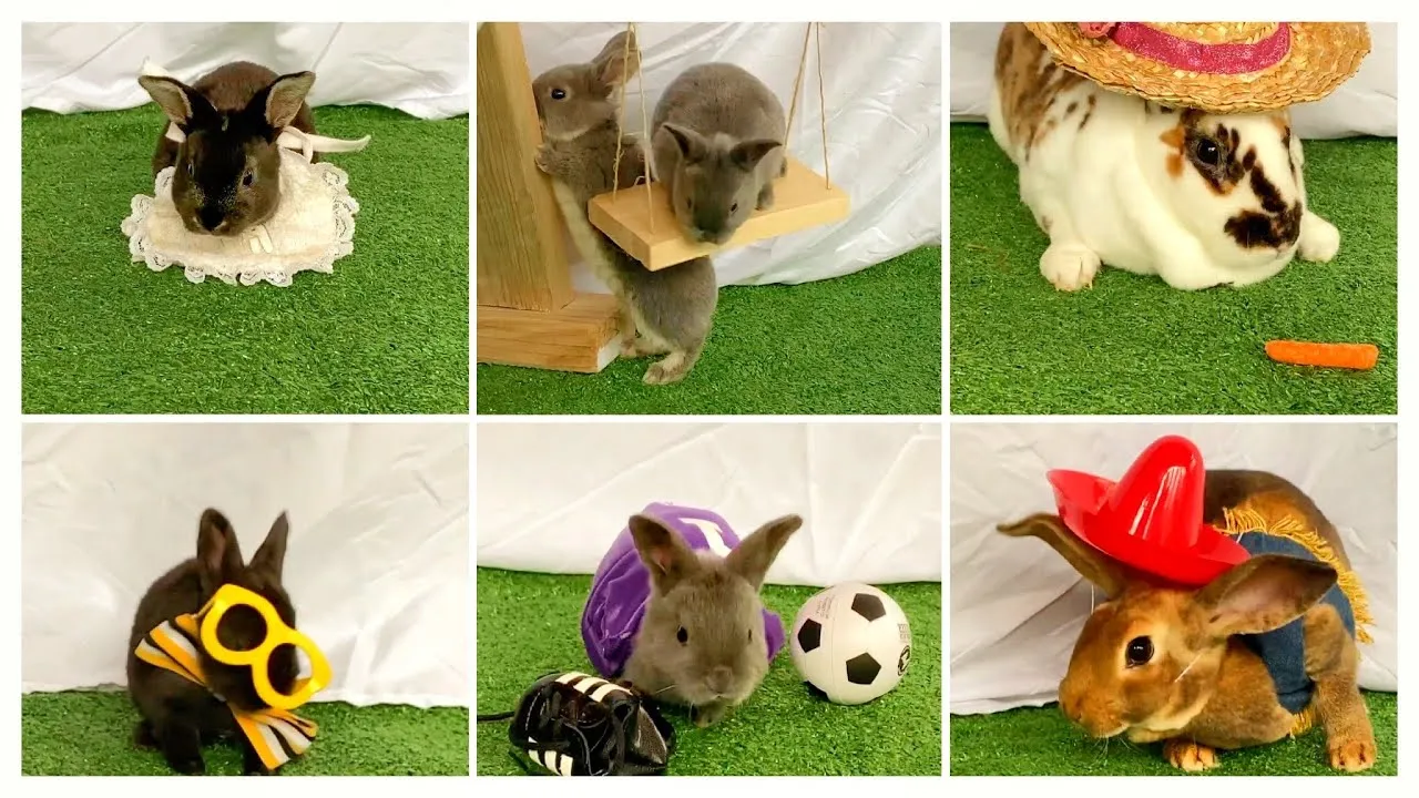 Boys Explain The Census With Cute Bunnies