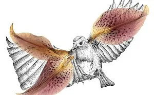 A Drawing Using Beautiful Pressed Lily Petals