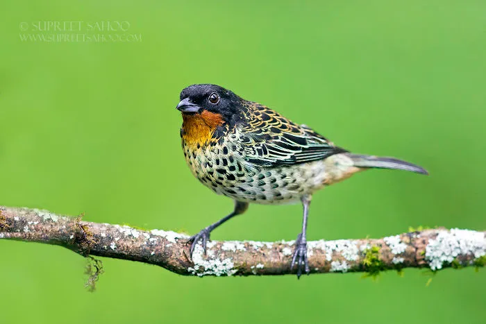 Rufus-Throated Tanager