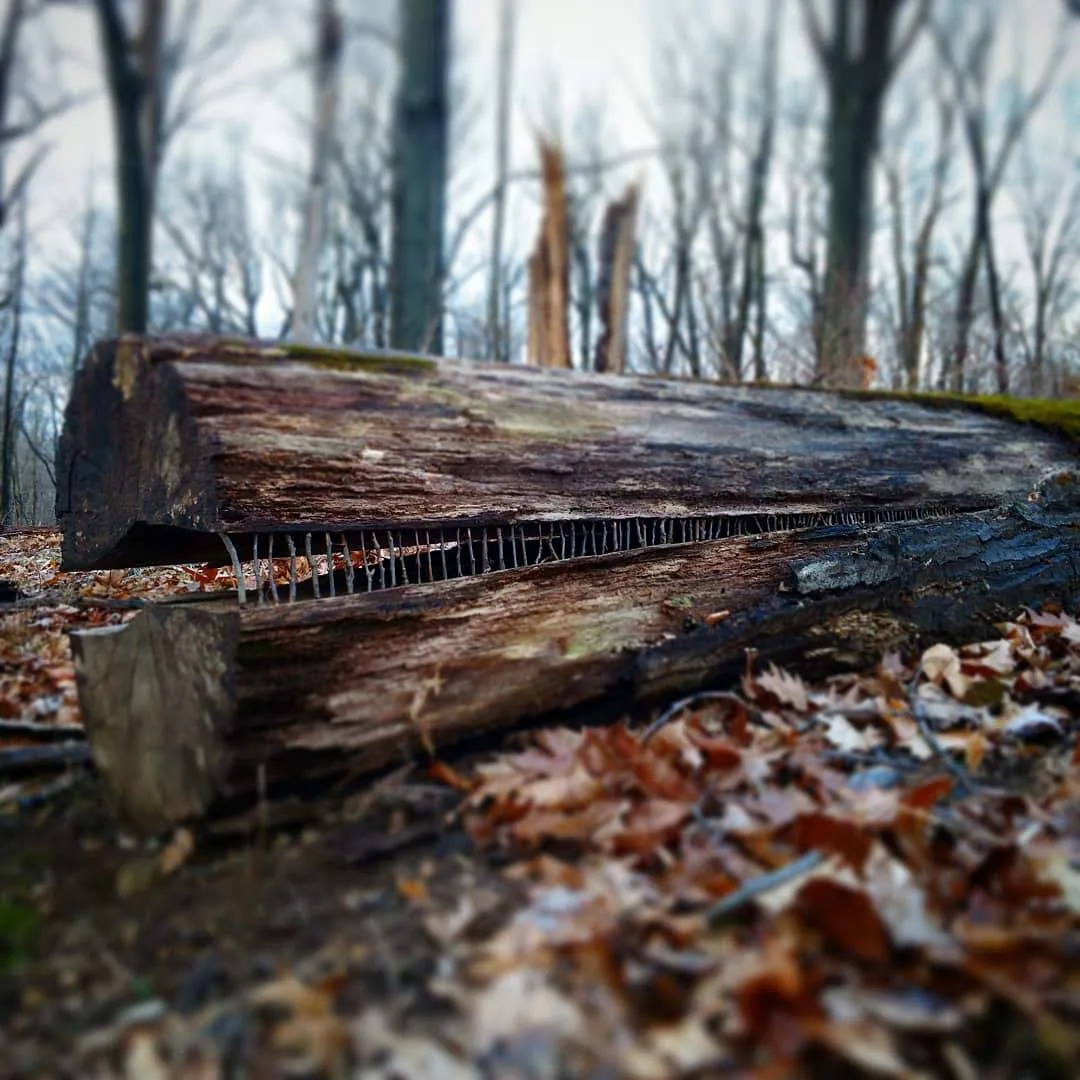 Allison Tyler's Curious Land Art Is So Precarious It Might Never Be Seen