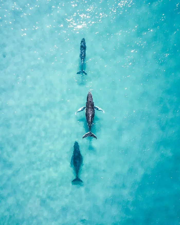 Spotting These 3 Cruising Up The Coast Made My Day