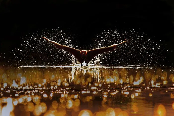 Splash