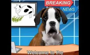 Bobby From The Bin Is A Talking Puppy That Gives Hilarious Advice To Hoomans