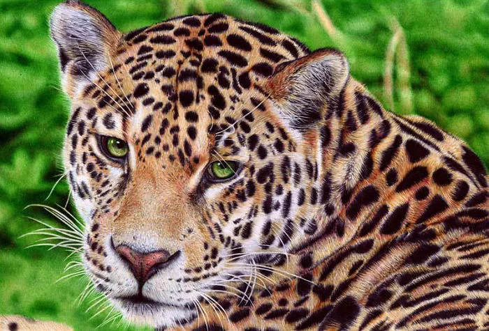 61 Ballpoint Pen Drawings By Samuel Silva