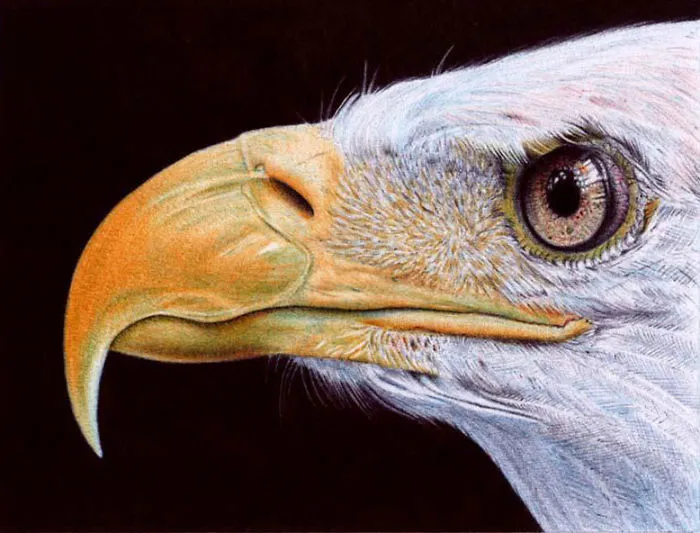 61 Ballpoint Pen Drawings By Samuel Silva