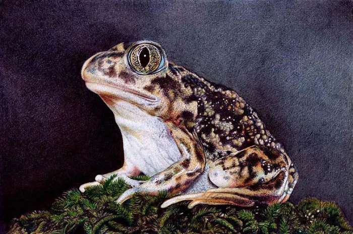 61 Ballpoint Pen Drawings By Samuel Silva