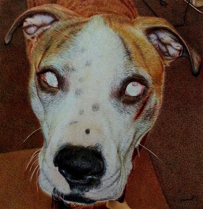 61 Ballpoint Pen Drawings By Samuel Silva