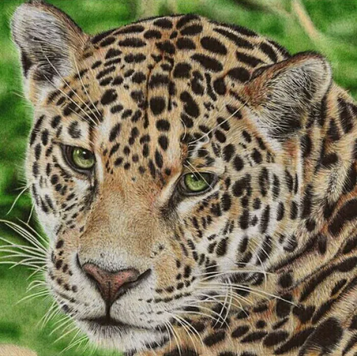 61 Ballpoint Pen Drawings By Samuel Silva