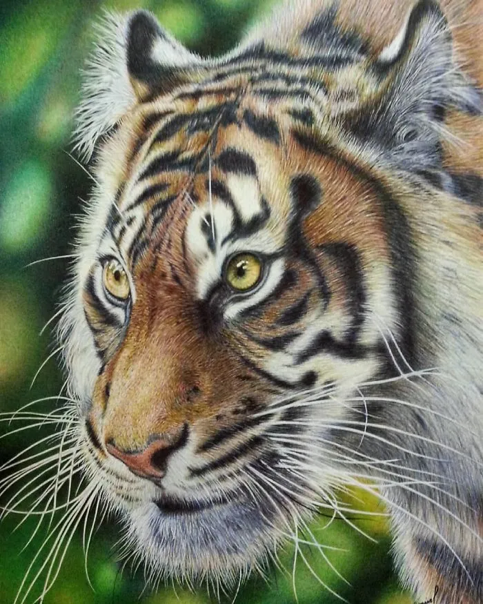 61 Ballpoint Pen Drawings By Samuel Silva