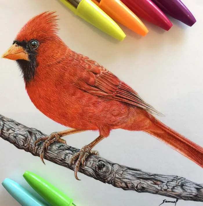 61 Ballpoint Pen Drawings By Samuel Silva
