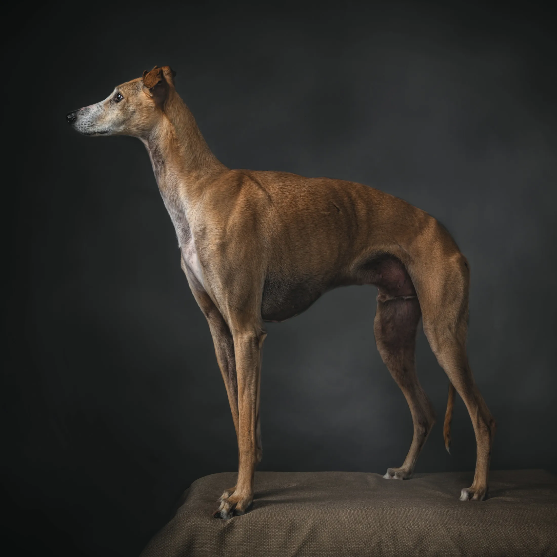 Faces Of Rescue - Galgo Espanol