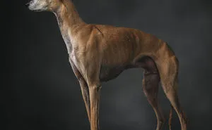 Faces Of Rescue - Galgo Espanol