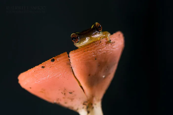 Tree Frog