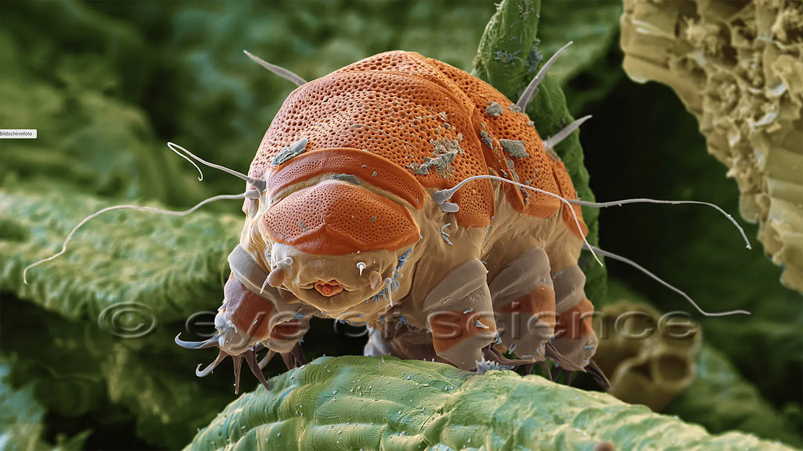 A Totally Different World Under The Microscope