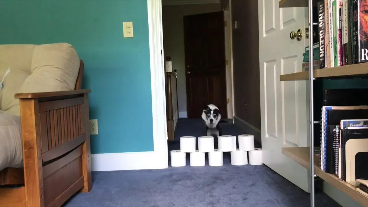 Bored Panda-Doggo Takes Toilet Paper Challenge
