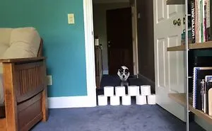 Bored Panda-Doggo Takes Toilet Paper Challenge