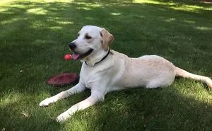My Dog Yoshi