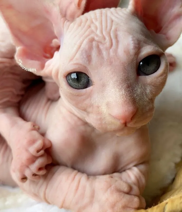 Here Are 68 Pics Of My Cats That Help Me During Tough Times