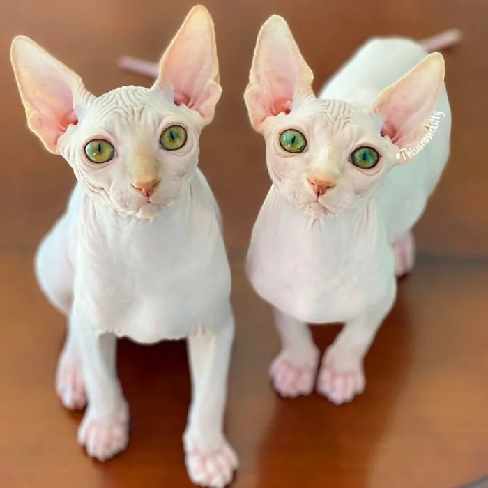 Here Are 68 Pics Of My Cats That Help Me During Tough Times