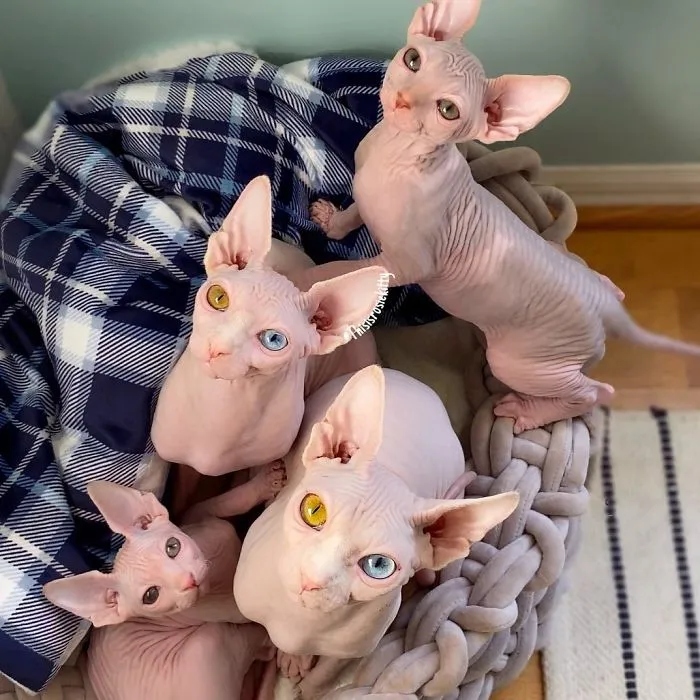 Here Are 68 Pics Of My Cats That Help Me During Tough Times