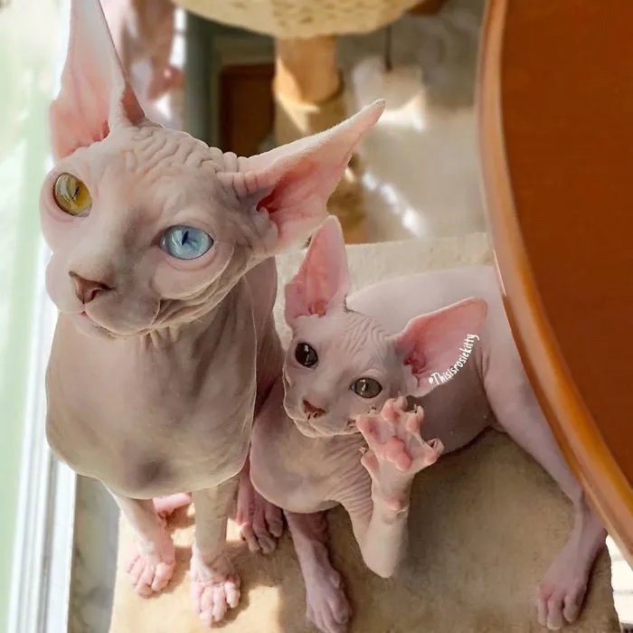 Here Are 68 Pics Of My Cats That Help Me During Tough Times