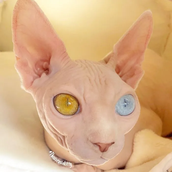 Here Are 68 Pics Of My Cats That Help Me During Tough Times