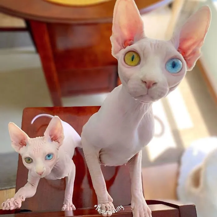 Here Are 68 Pics Of My Cats That Help Me During Tough Times