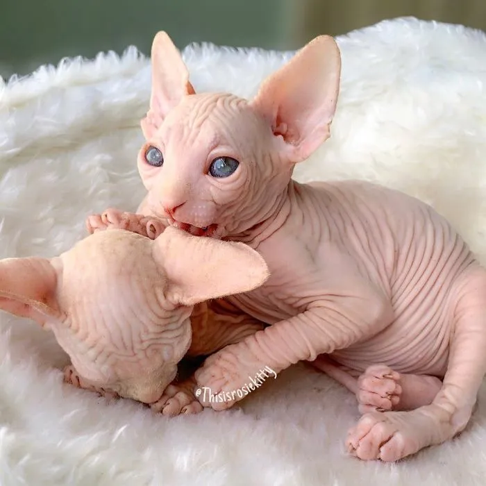 Here Are 68 Pics Of My Cats That Help Me During Tough Times