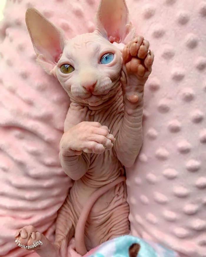 Here Are 68 Pics Of My Cats That Help Me During Tough Times