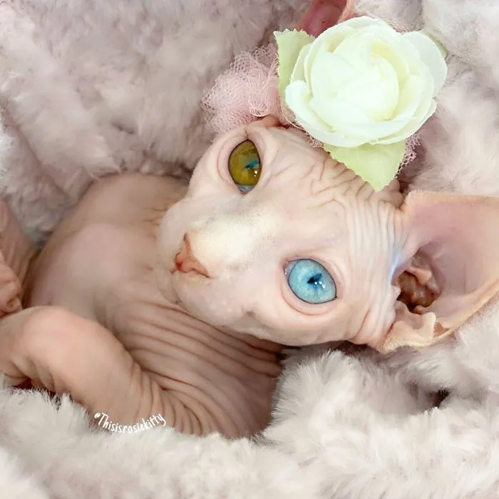 Here Are 68 Pics Of My Cats That Help Me During Tough Times