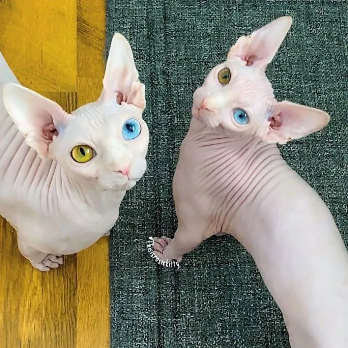 Here Are 68 Pics Of My Cats That Help Me During Tough Times