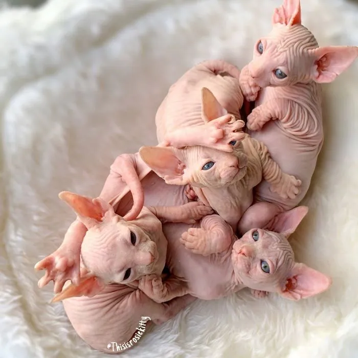 Here Are 68 Pics Of My Cats That Help Me During Tough Times