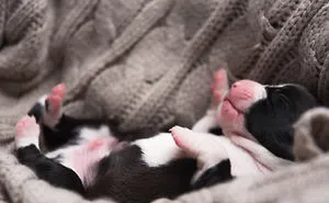 I'm Fostering 10 Newborn Puppies & Their Mom During Covid-19